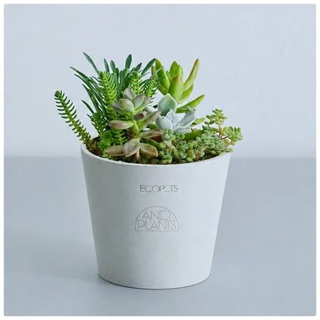 【東京都目黒区】「アンドプランツ ＆ アンドフラワーマルシェ'26」開催！植物のワークショップも