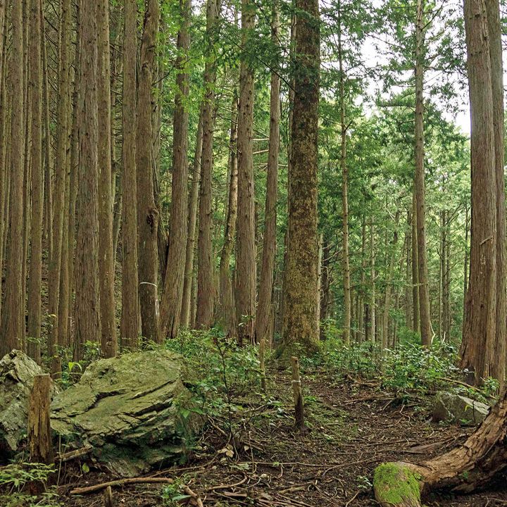 青梅市 高水山トレイル道
