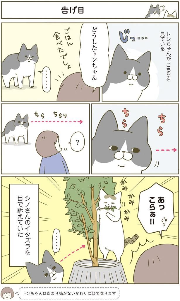どうしたトンちゃん （C）卵山玉子／KADOKAWA