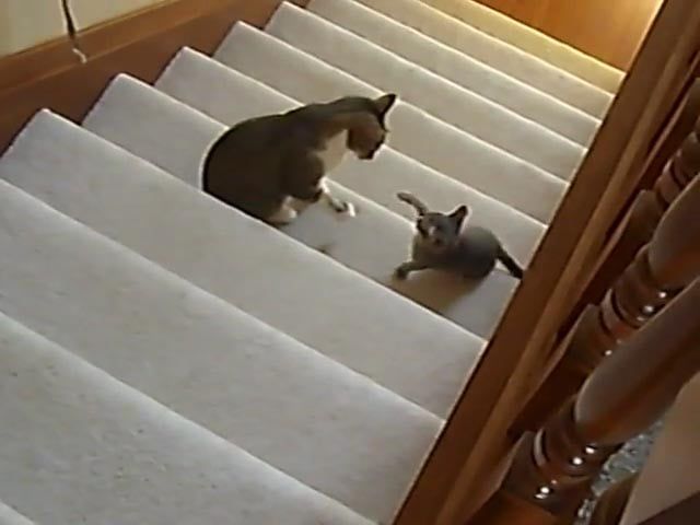 しつこい子猫のパンチを耐えていたと思いきや……？