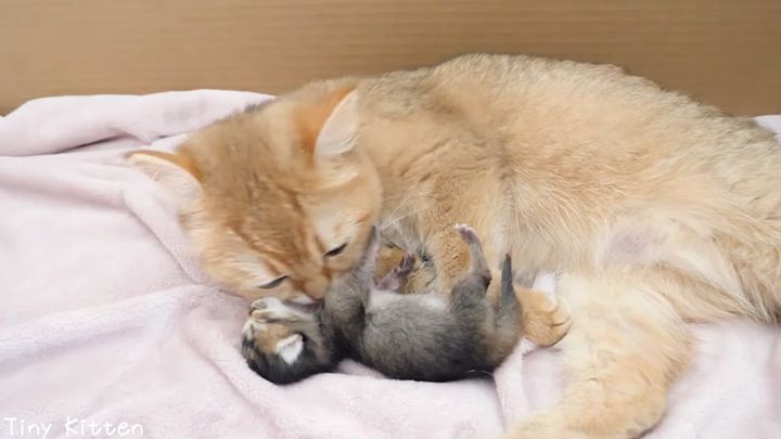 子育てする母猫