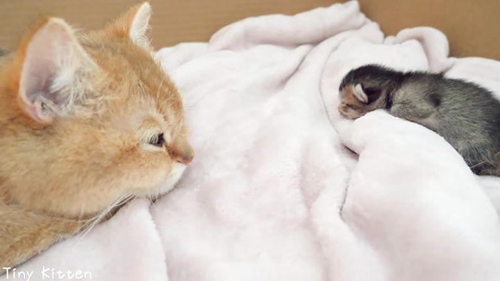 子猫の寝顔を見つめながら眠る母猫