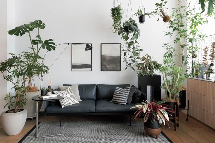観葉植物、何から始める？ 部屋のトーンに合わせて選ぶ【インテリアグリーン】入門ガイド