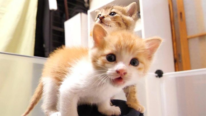 カメラに猛抗議する子猫達