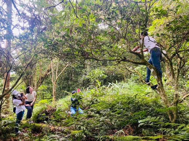 高雄山茶が自生する山林の視察