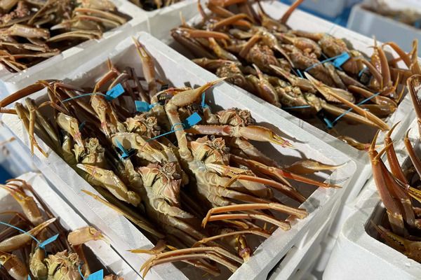 【石川県】にし茶屋街にカニ料理専門店「かにじぇんぬ 金沢」OPEN！金沢ならではの体験を提供