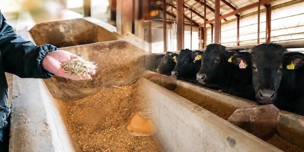 【東京都葛飾区】総重量1.1kg！焼肉 牛海道 新小岩店に1日1皿限定「大皿横綱キング盛り」登場