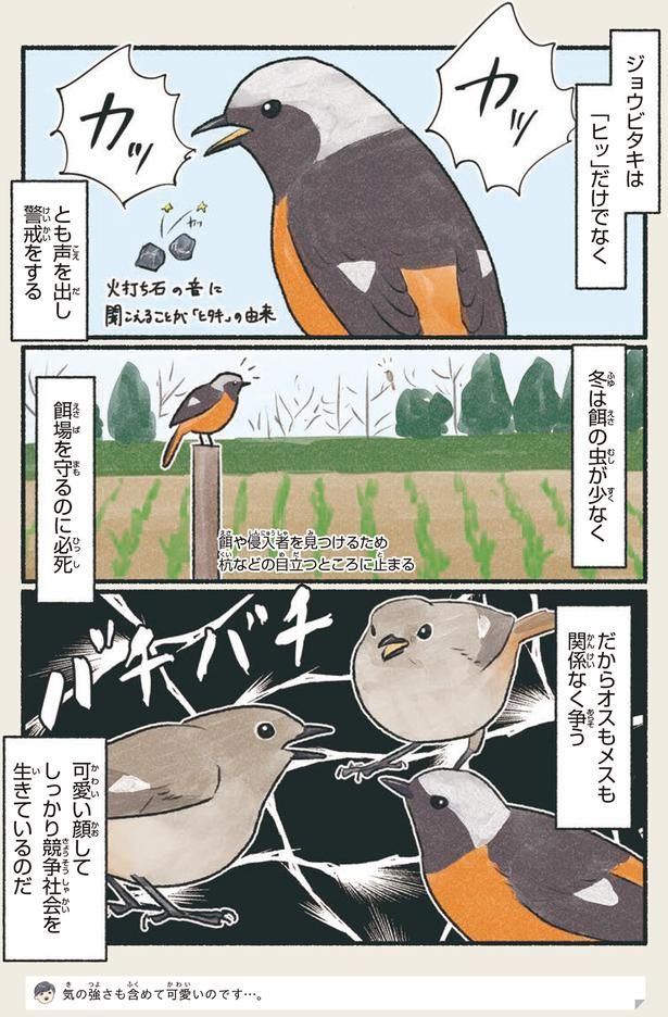 オスもメスも関係なく争う （C）piro piro piccolo／KADOKAWA