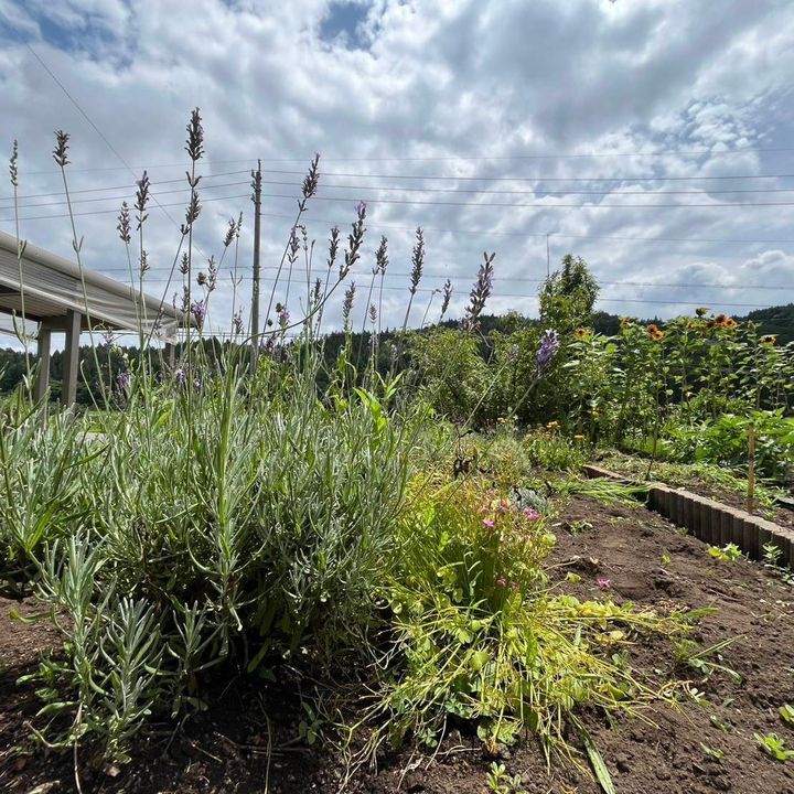 さまざまな植物が植えられた緑豊かな夏の庭