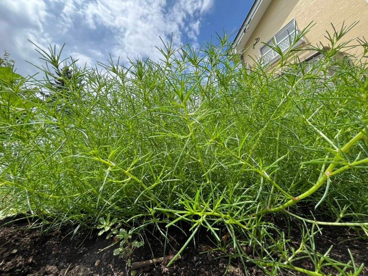 きれいに手入れされて青々と茂る緑の植物