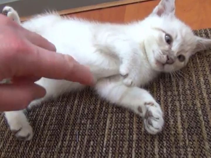 おなかを見せて……あざとかわいい子猫！