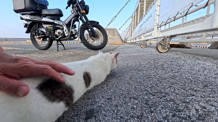 平べったくなる猫
