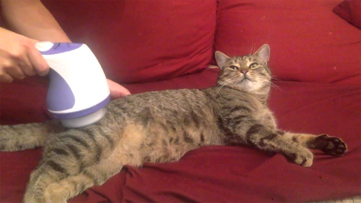 マッサージが気持ち良すぎる猫