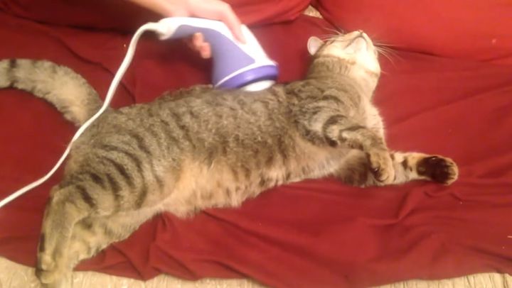 マッサージが気持ち良すぎる猫