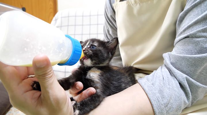 夢中でミルクを飲む子猫