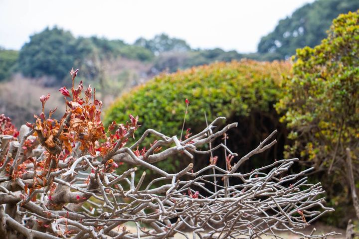 庭 運気 逃す 枯れた植物