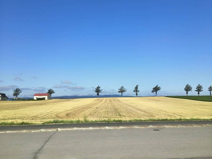 7本のカラマツが並ぶメルヘンの丘