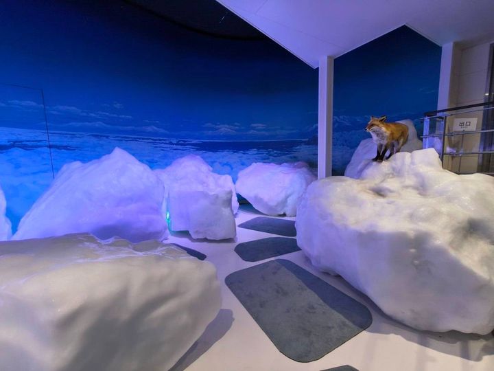 本物の流氷の展示とキタキツネのはく製