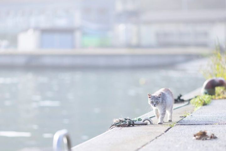 田代島