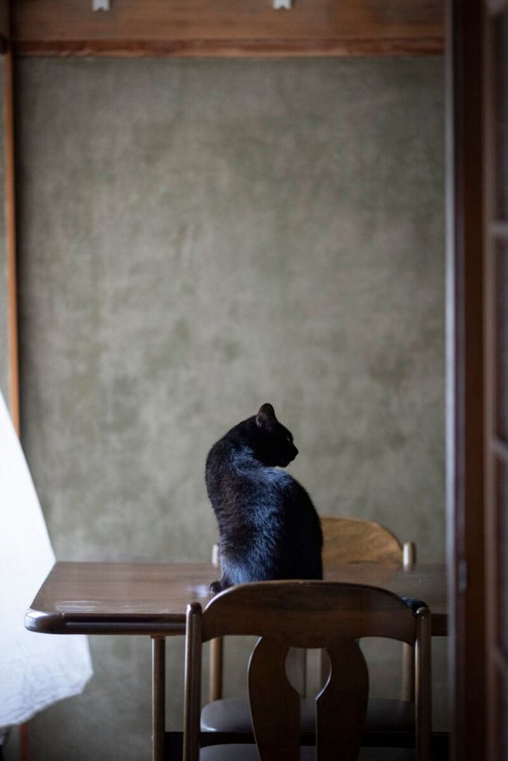 よあけの猫舎