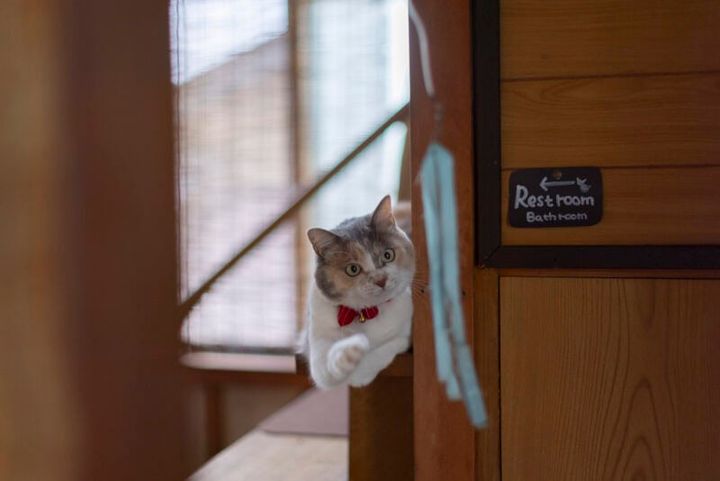 よあけの猫舎