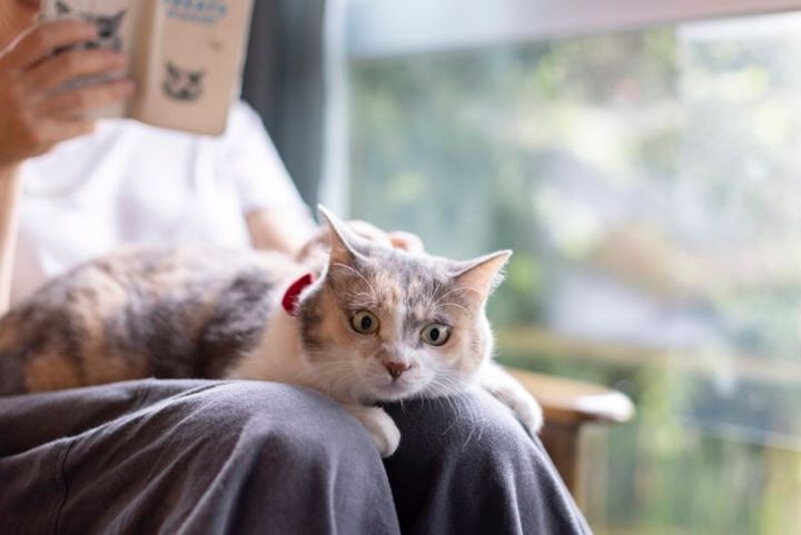 よあけの猫舎