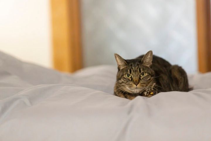 よあけの猫舎