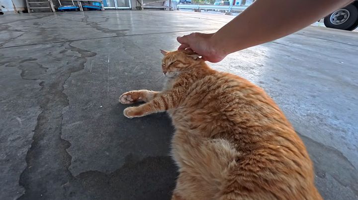 寝転がってナデナデされる猫
