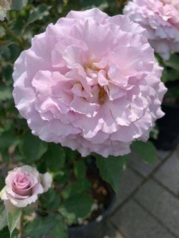 HTのニューウェイブ。ライラック色の花色と波打つ花弁が美しい日本生まれの品種です。（筆者撮影）