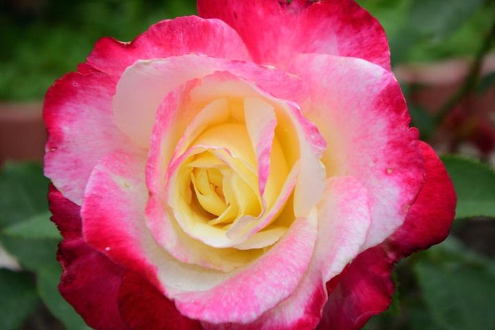 花弁の外側に別の色がのる覆輪のバラ、‘ダブルデライト’。世界バラ連合による殿堂入りを果たしています。