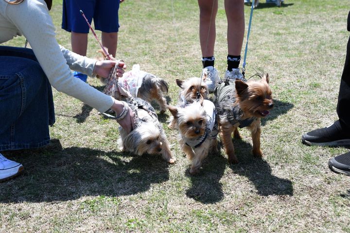 芝生広場に集まったヨークシャーテリア系の参加犬たち