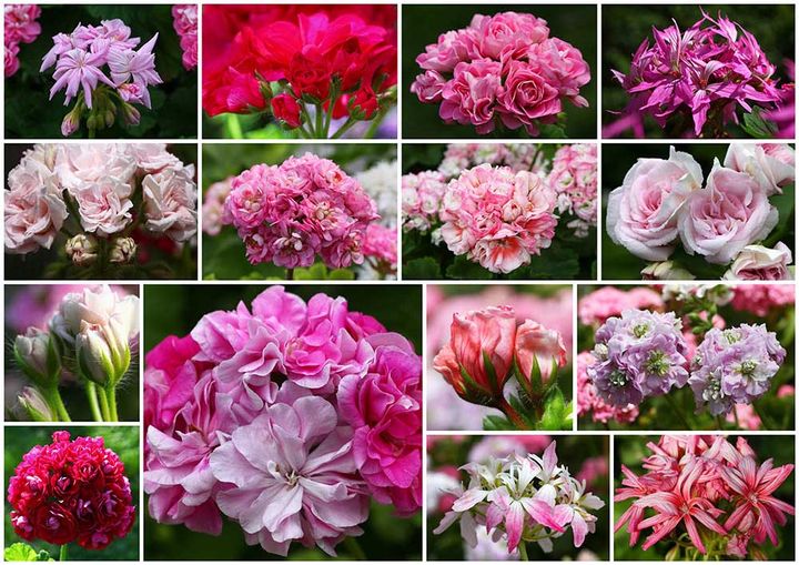 ゼラニウムの花