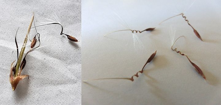 ゼラニウムのタネ