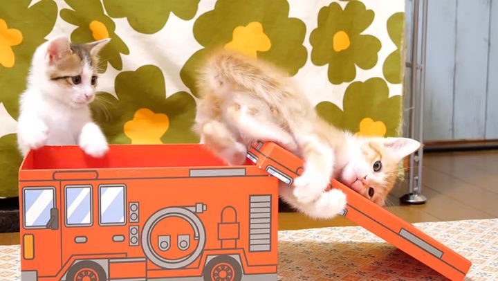 消防車で遊ぶ子猫達