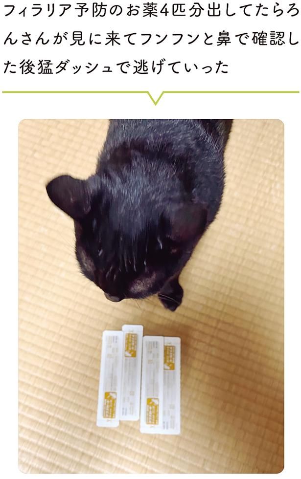 薬を見て猛ダッシュで逃げていった （C）AKR／KADOKAWA