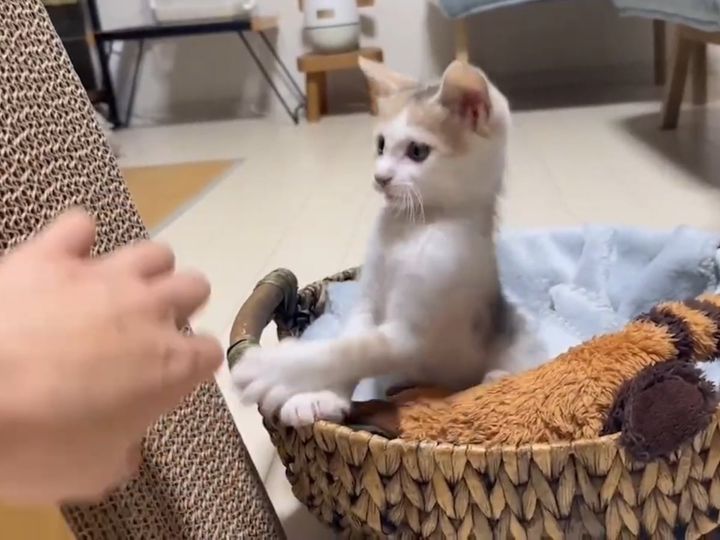 保護子猫のつゆちゃん、爪研ぎ練習を頑張る！