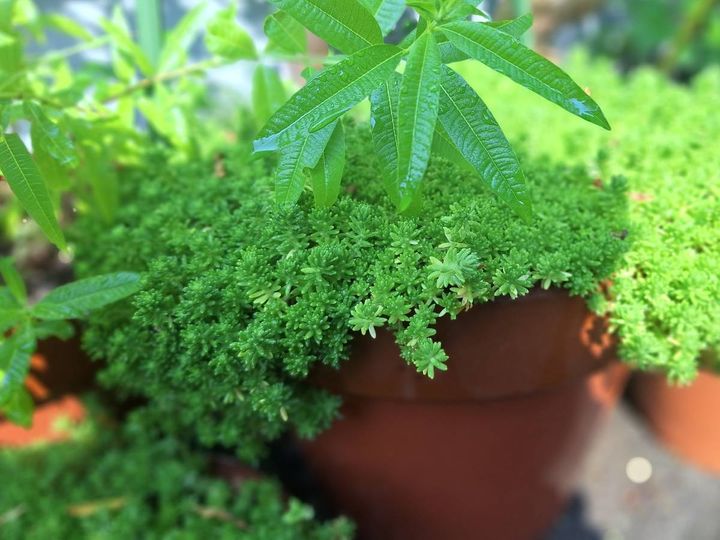 セダムに覆われた鉢植え