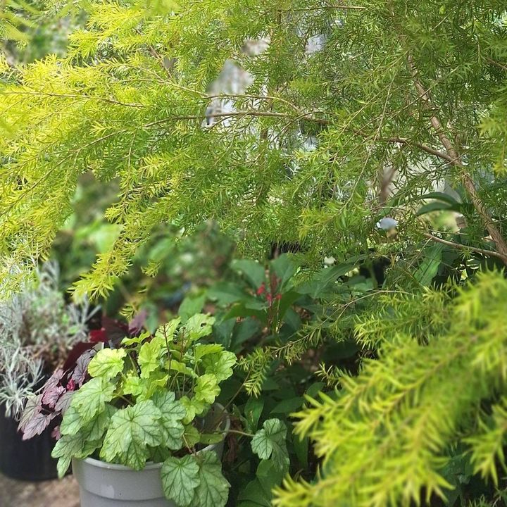 白と緑でまとめた爽やかな花壇
