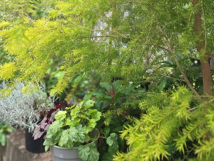 木陰に置いたヒューケラの鉢植え