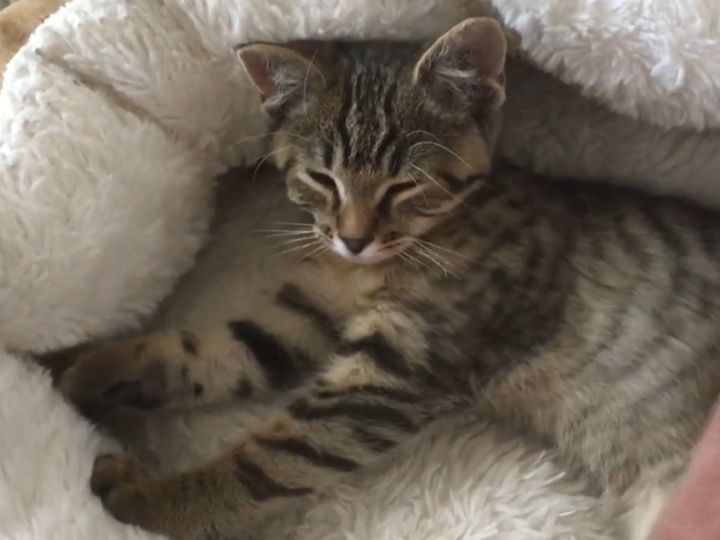本当に幸せそう……喉をゴロゴロさせる子猫