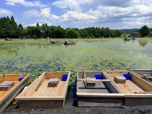 水深50～60センチの沼に小舟を浮かべて、じゅんさいを採取する