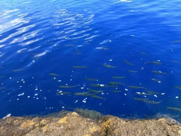 淡水魚「ウグイ」が元気に泳いでいる