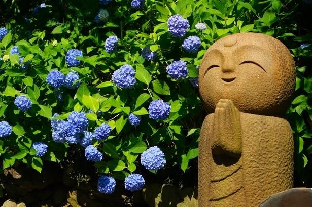 約2000株のあじさいが境内を一面青色に