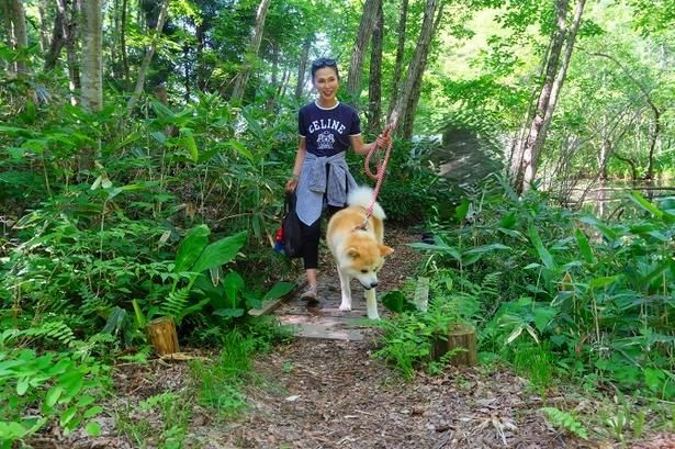 秋田犬の歩幅に合わせてゆっくりと進むと手綱から伝わる重みに心がほどけていく