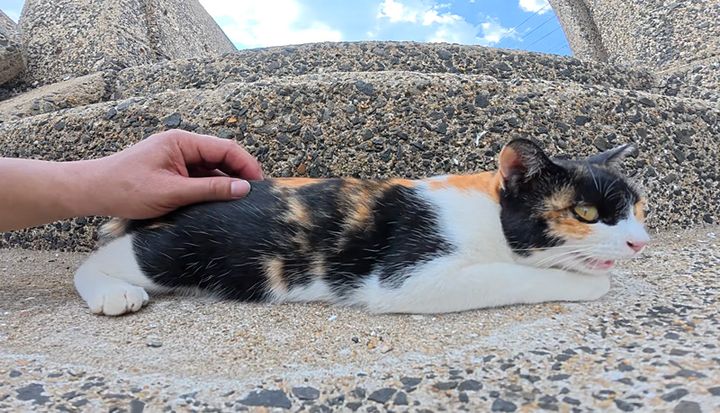 仲間猫を呼び出す三毛猫