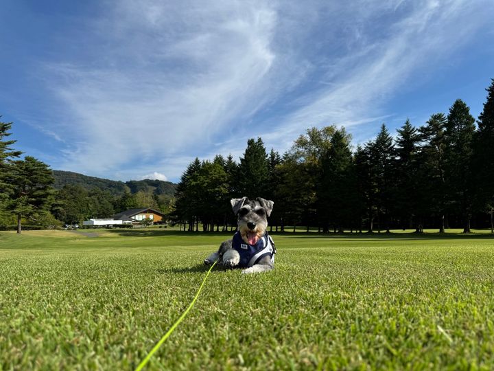 愛犬と巡る、秋の思い出ラウンドの芝生で伏せる小型犬