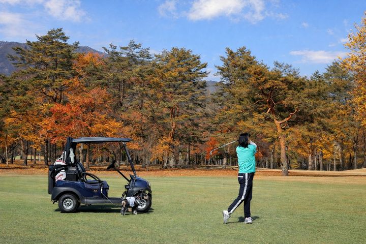 紅葉のコースで愛犬とゴルフを楽しむ様子