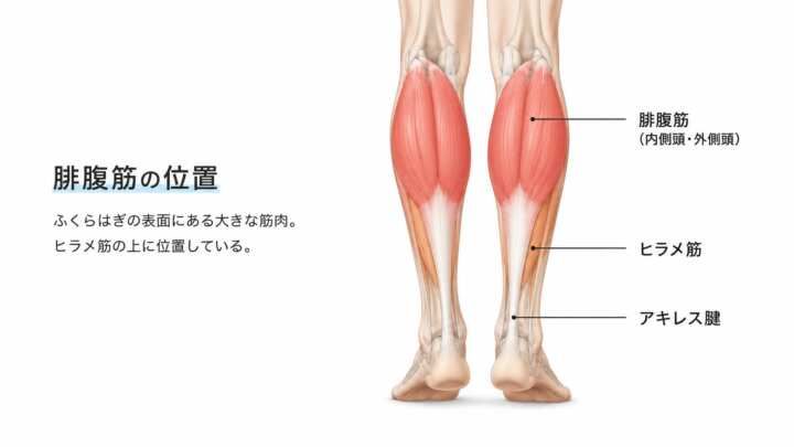 腓腹筋とヒラメ筋、アキレス腱の位置を示したふくらはぎの筋肉図