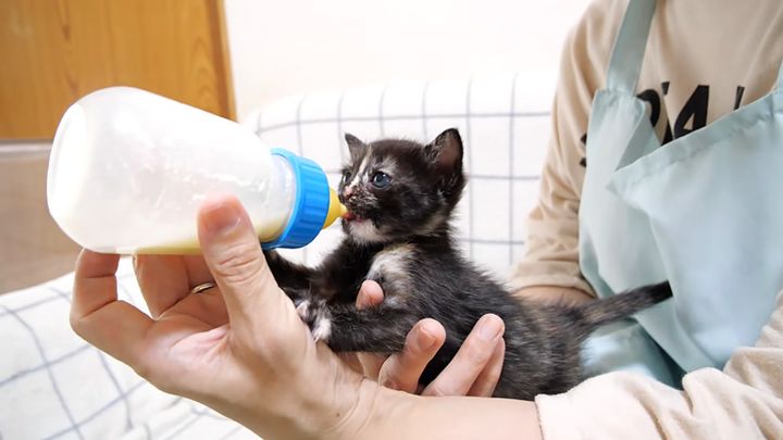 ミルクを飲む子猫