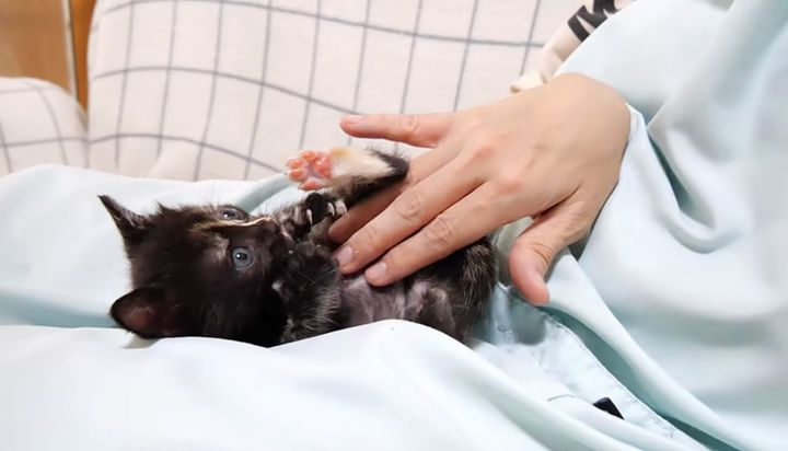 お腹をマッサージされる子猫